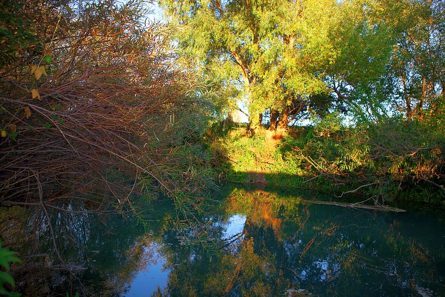 River, scene, water, tree, plant, autumn, forest, reflection HD wallpaper