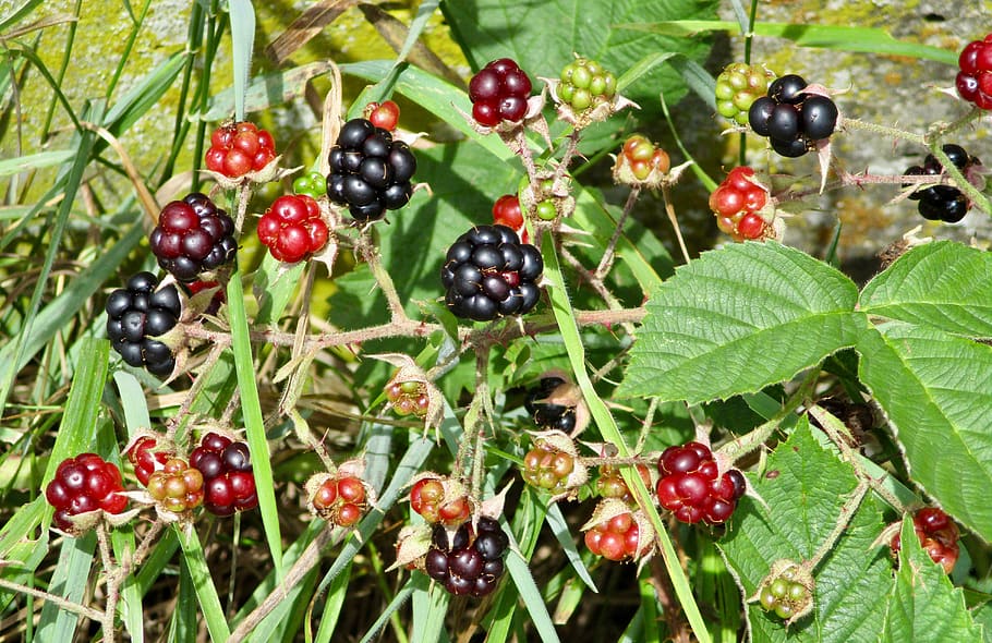 brambles, wild, nature, food, food and drink, fruit, healthy eating HD wallpaper