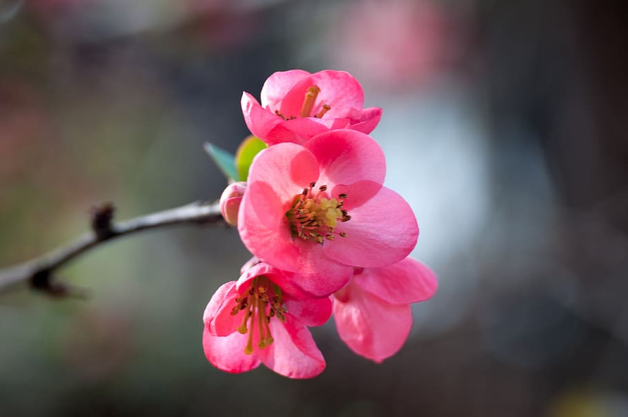 flower, nature, plant, spring, garden, flora, natural, flowering plant HD wallpaper