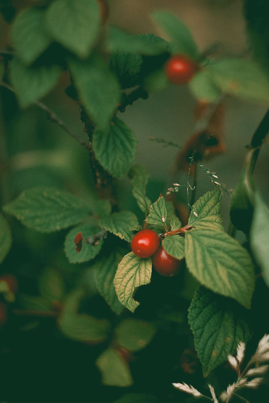 red cherries, plant, food, fruit, veins, cherry, leaf, raspberry HD wallpaper