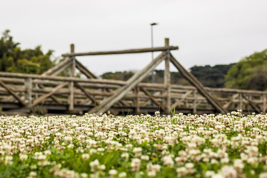 brazil, parque barigui, plant, nature, no people, flower, selective focus HD wallpaper