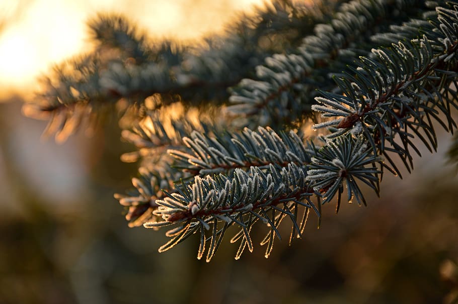 fir tree, needles, ripe, frost, pine needles, tannenzweig, branch, HD wallpaper