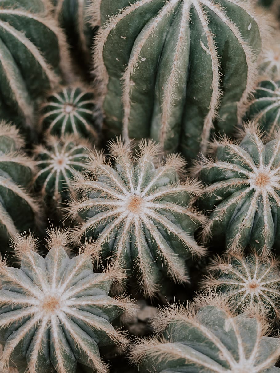 cactus plants, growth, full frame, no people, backgrounds, succulent plant HD wallpaper