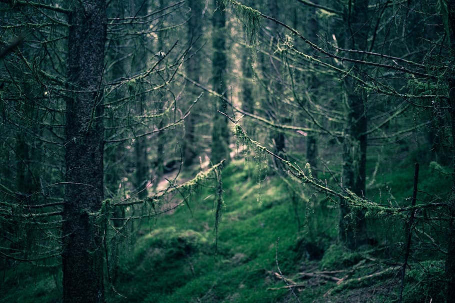 trees, mist, moss, forest, ambience, dark, nature, twigs, land HD wallpaper