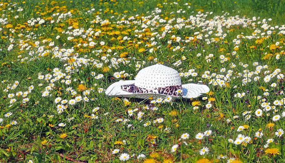hat, white, cap, object, female, plant, flower, flowering plant HD wallpaper