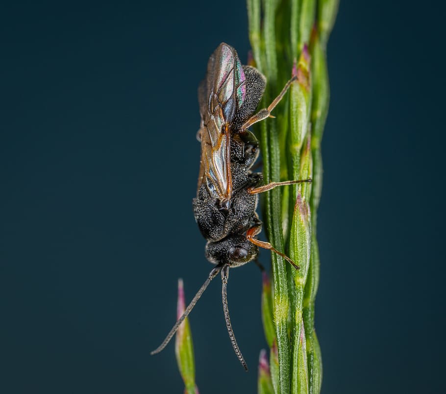 Insect On Green Plant, bug, close-up, fly, little, macro, one animal HD wallpaper
