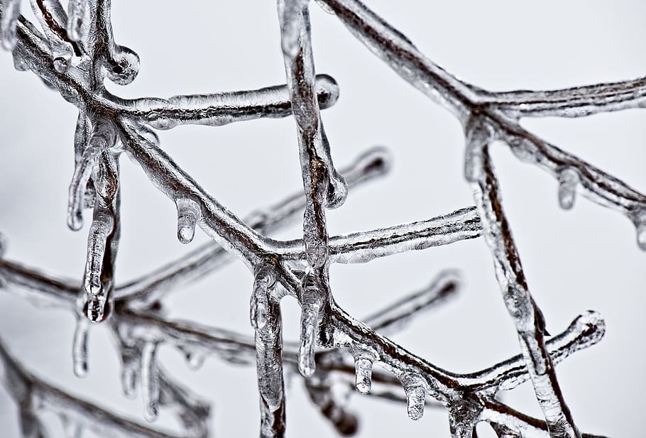 Brown Stem Coated in Ice Melting, branch, cold, cool, crystal HD wallpaper