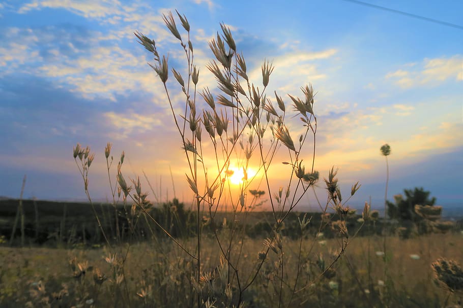sunset, plant, nature, sky, in the evening, clouds, summer HD wallpaper