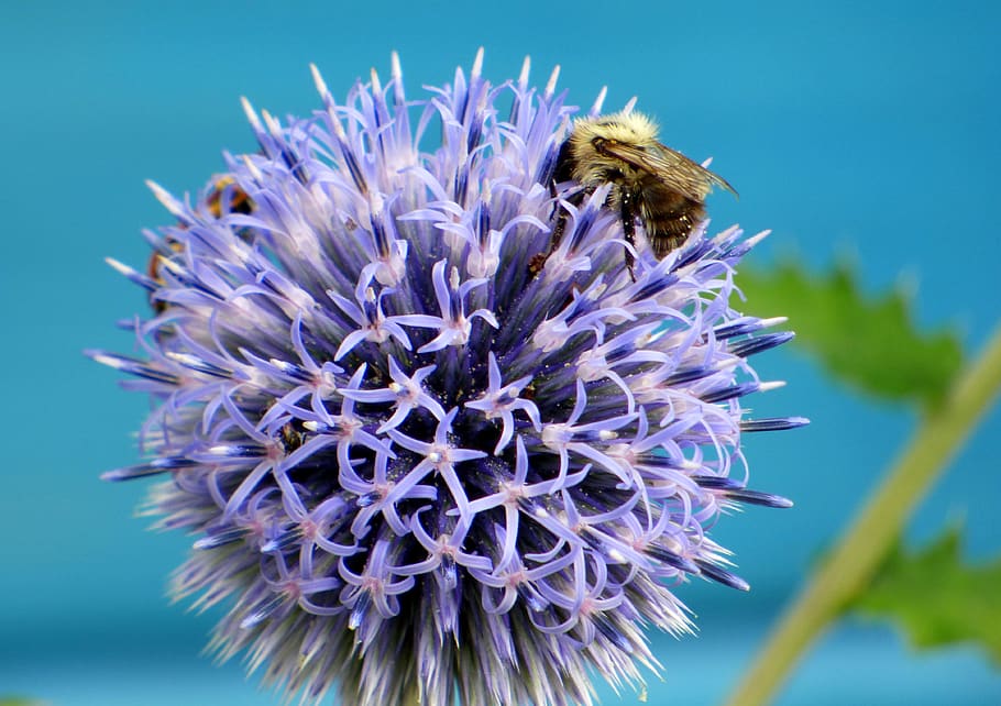 thistle, flower, bees, insects, flowers, violet, nature, summer, HD wallpaper