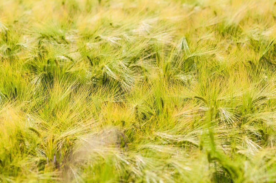 ear, reported, cornfield, close up, summer, spike, halme, agriculture HD wallpaper