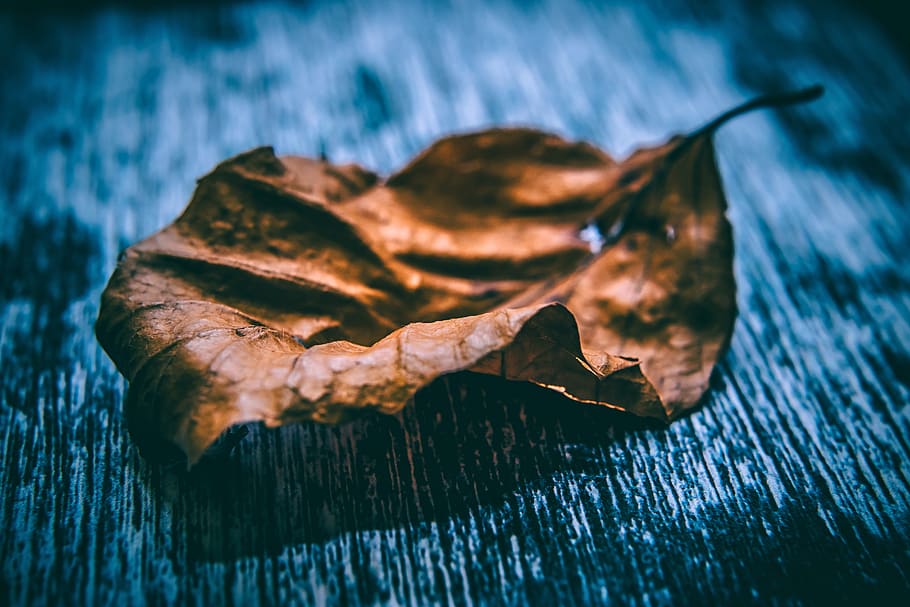 Close Up Photo of Dried Leaf, art, blur, close-up, dry leaf, light HD wallpaper