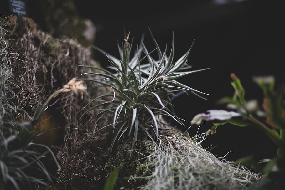 green linear-leafed plant, growth, close-up, beauty in nature HD wallpaper