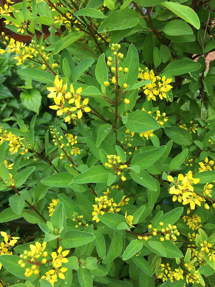 flower, flowers, yellow, plant part, leaf, green color, growth HD wallpaper