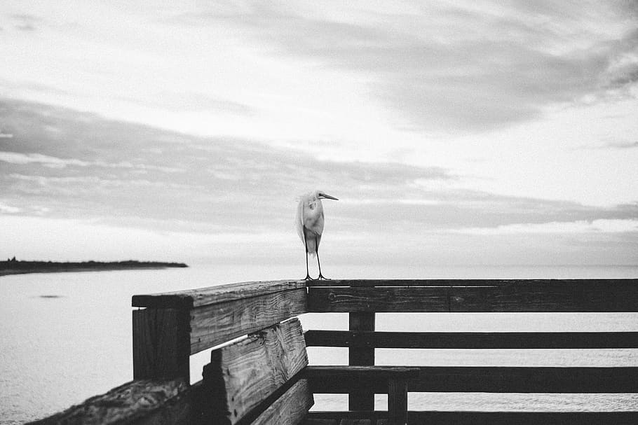 bird on railing, iphone, canon, nikon, sony a6000, sony a7, a6300 HD wallpaper