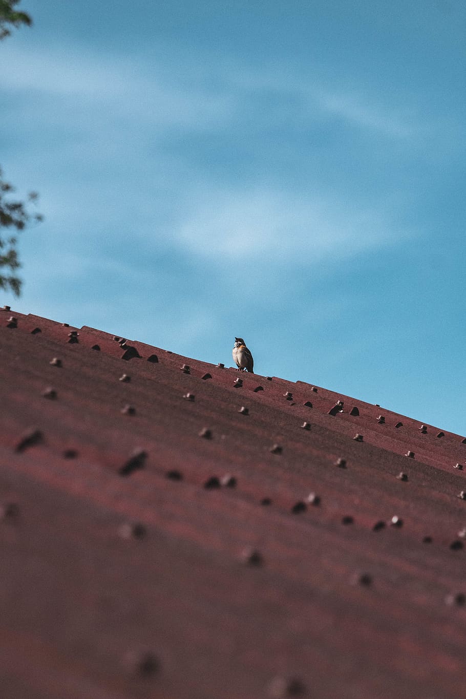 bird, nature, animals, roof, sky, blue, low angle view, day HD wallpaper
