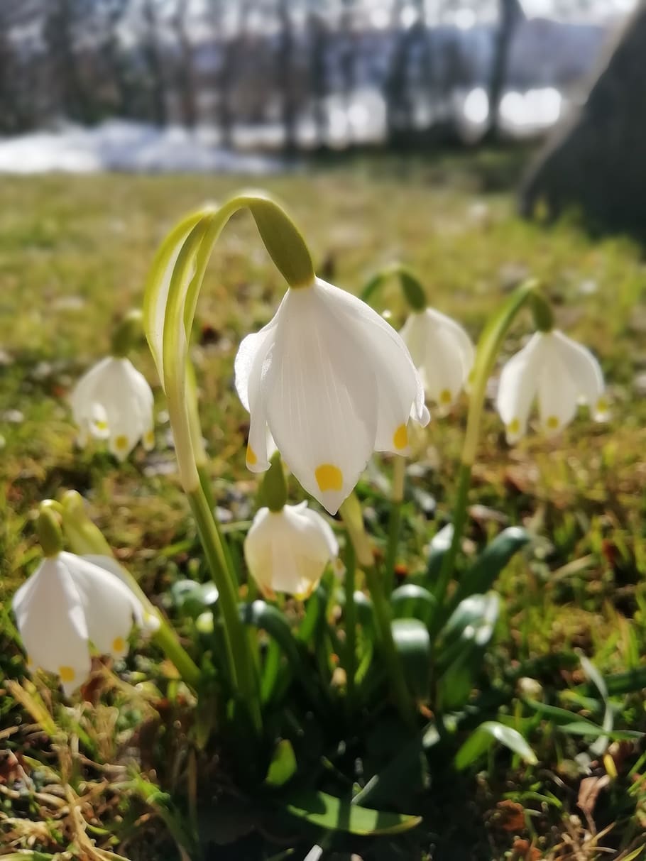 snowflake, spring, flower, plant, nature, green, meadow, garden HD wallpaper