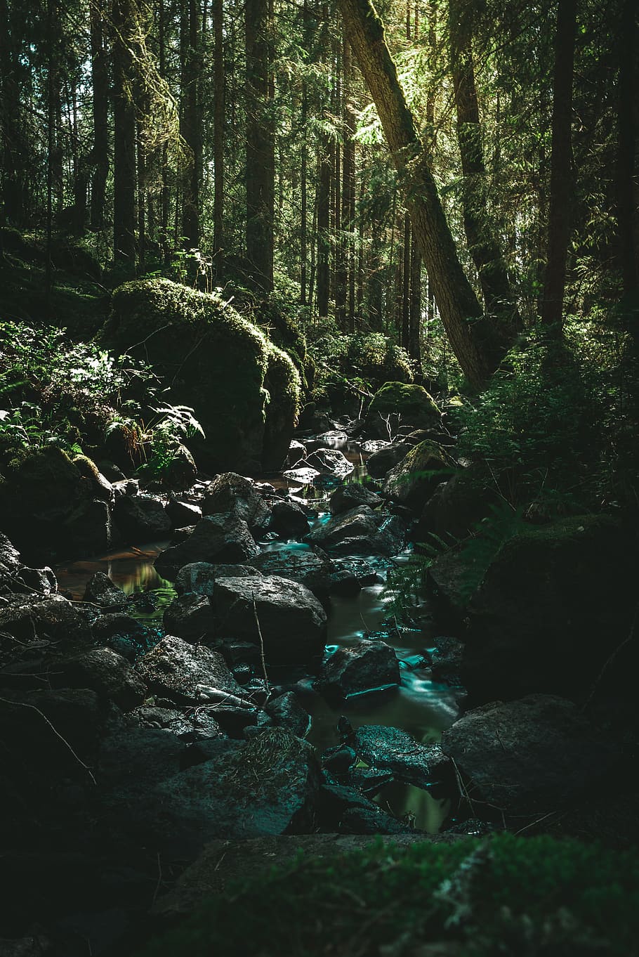 green leafed trees near body of water, rock, forest, woodland HD wallpaper