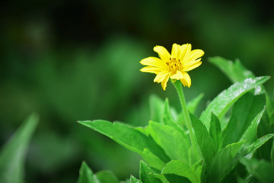 flower, yellow, green, grass, plant, freshness, flowering plant HD wallpaper