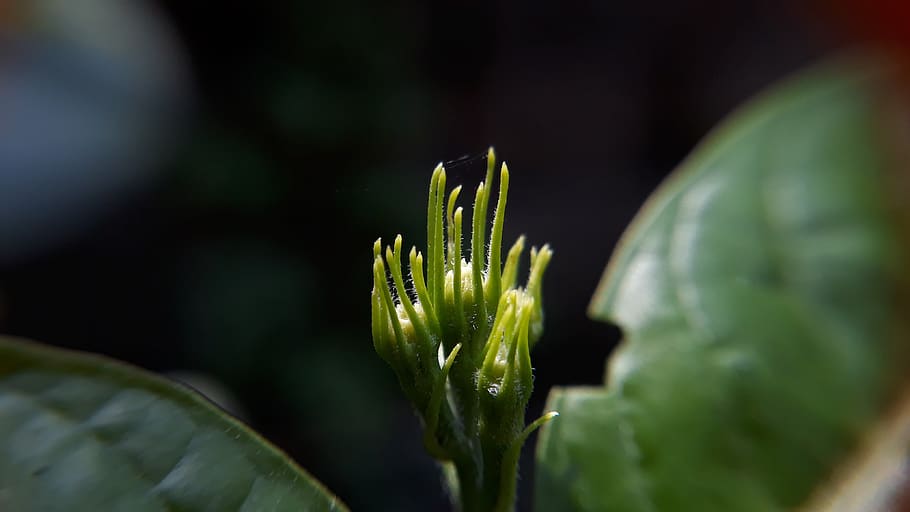 buds, macro, close up, green, plant, growth, close-up, green color HD wallpaper