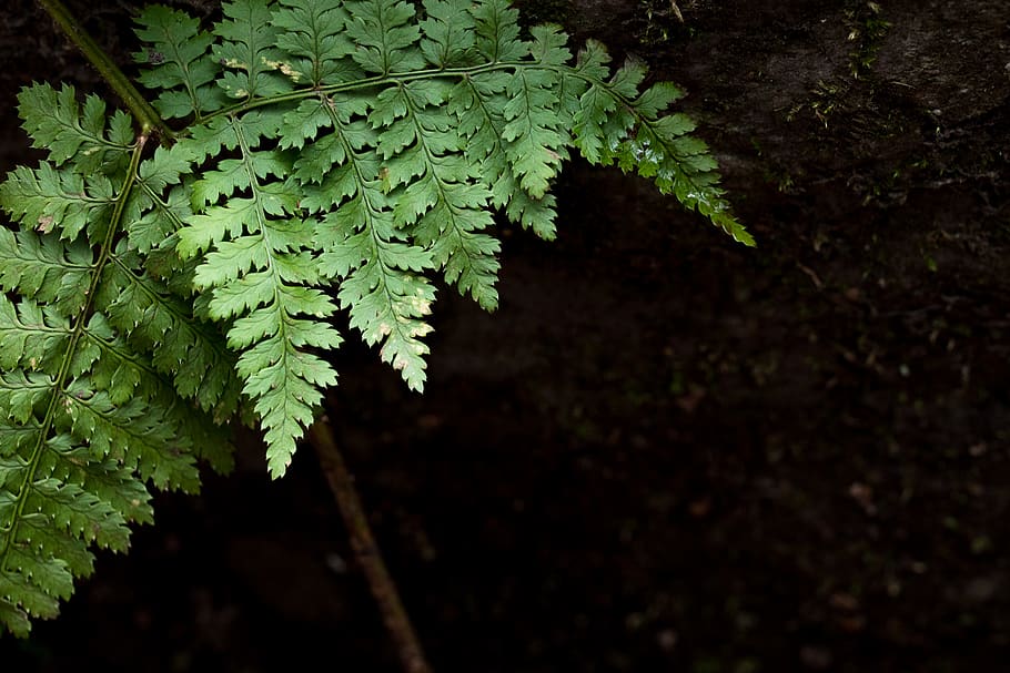 green plant, fern, flora, blue ridge parkway, united states, conifer HD wallpaper