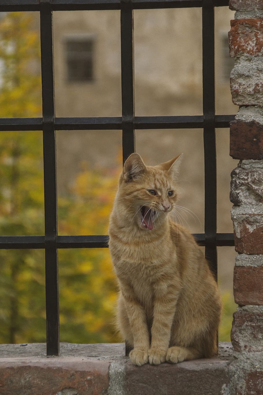 orange tabby cat, mammal, one animal, animal themes, pets, vertebrate HD wallpaper