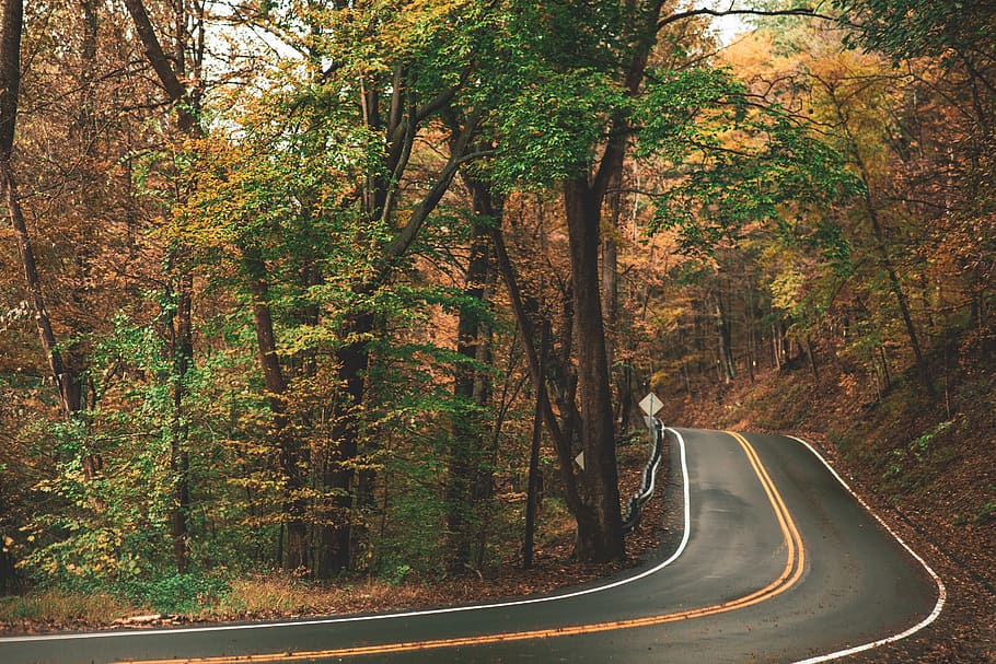 Gray Concrete Roadway Beside Green and Brown Leafed Trees, asphalt HD wallpaper