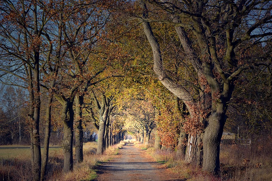 avenue, trees, away, nature, road, late autumn, karg, rest HD wallpaper
