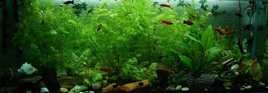 aquarium, fish, ornamental fish, neon fish, water, underwater, HD wallpaper