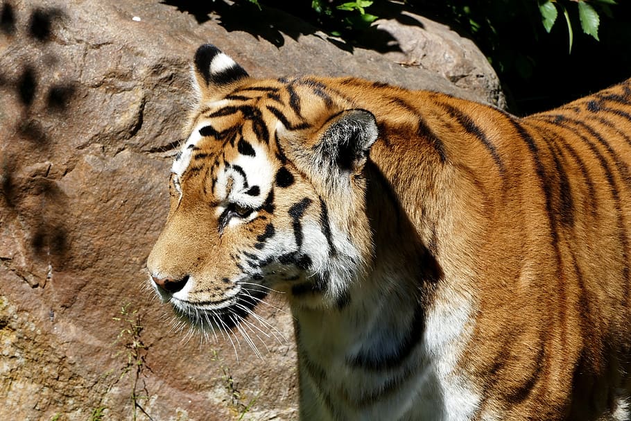 tiger, zoo, predator, wildcat, dangerous, carnivores, big cat HD wallpaper