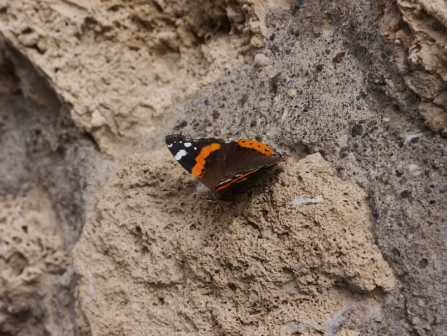 butterfly, pompeii, stone, animal themes, animal wildlife, animals in the wild HD wallpaper