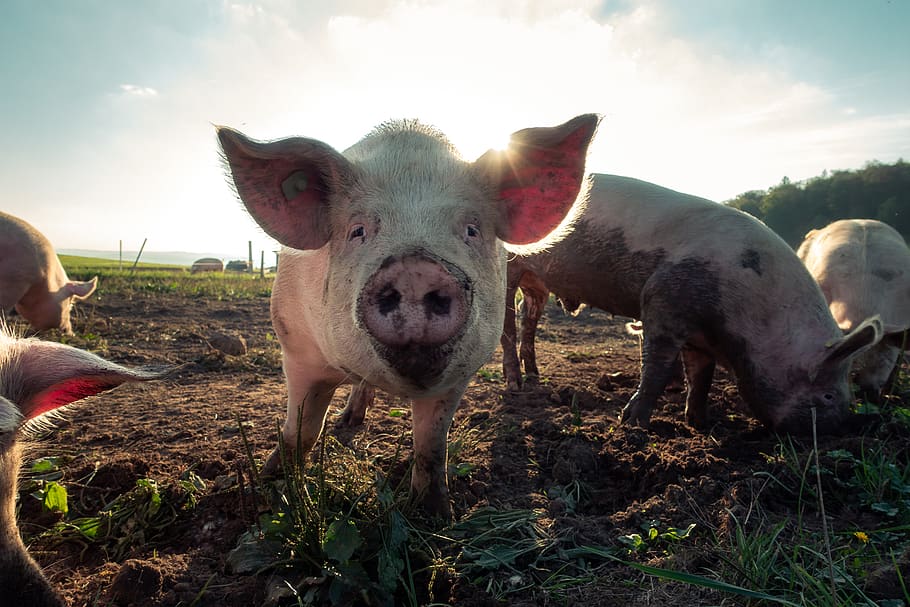 white pig, mammal, animal, switzerland, herdern, soil, flora HD wallpaper