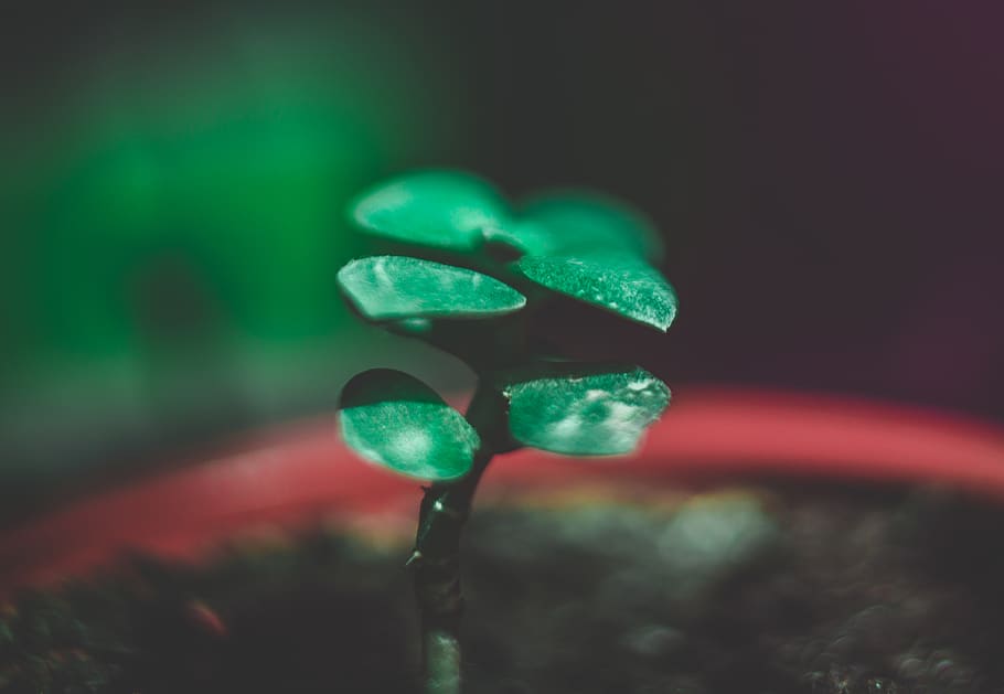 Macro Photo Of Green Plants, close-up, growing, growth, green color HD wallpaper