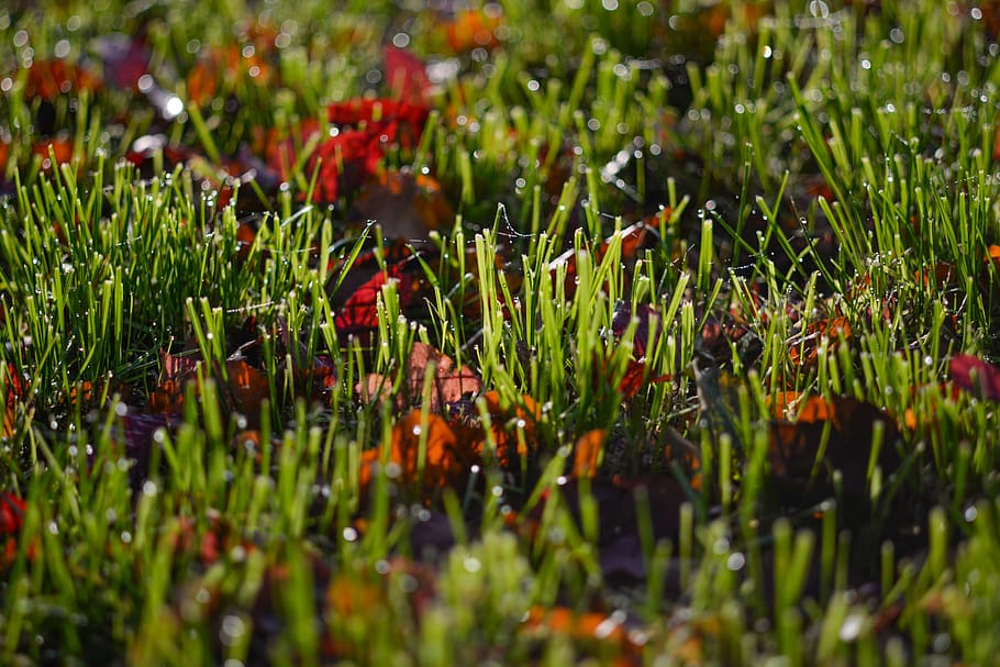 wet, grass, autumn, leafs, drops, water, nature, drip, dew HD wallpaper
