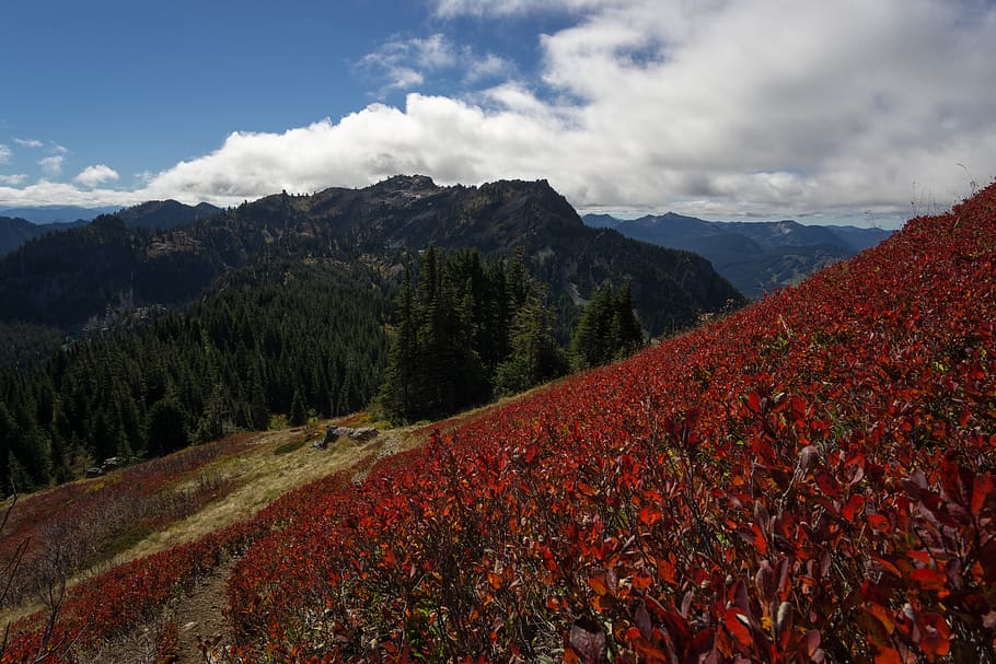 sky, landscape, fall, hillside, tree, mountain, beauty in nature HD wallpaper