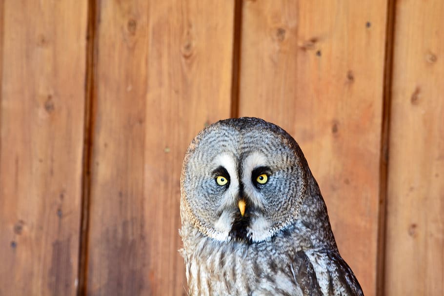 bart owl, falconry, bird, feather, plumage, eagle owl, close up HD wallpaper