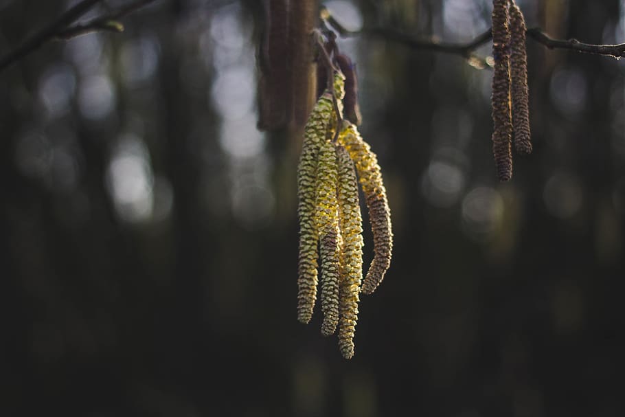 tree, plant, pollen, nature, forest, conifer, vegetation, branch, HD wallpaper