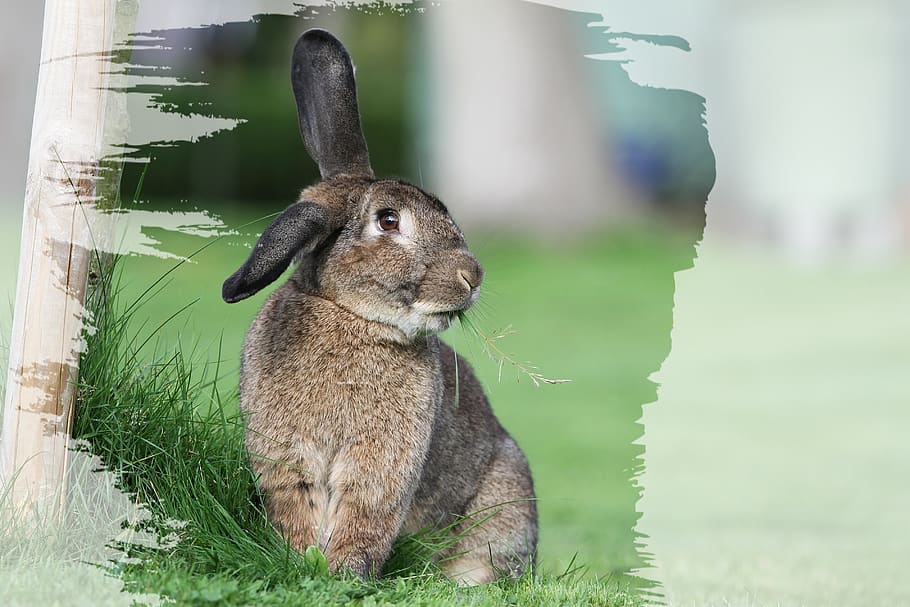 easter, happy easter, œuf, spring, cute, rabbit, hare, eat HD wallpaper