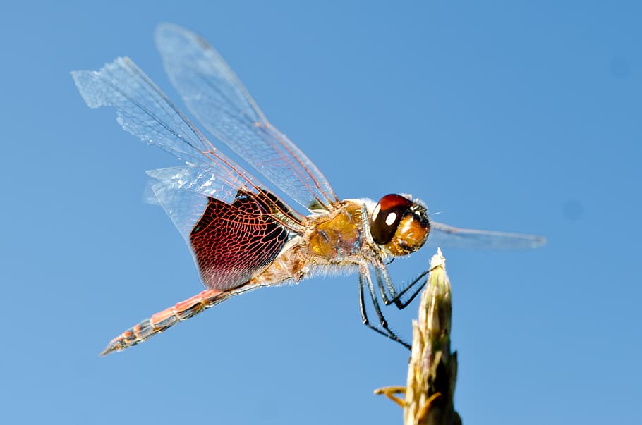 dragonfly, bug, insect, animal themes, invertebrate, animal wildlife HD wallpaper