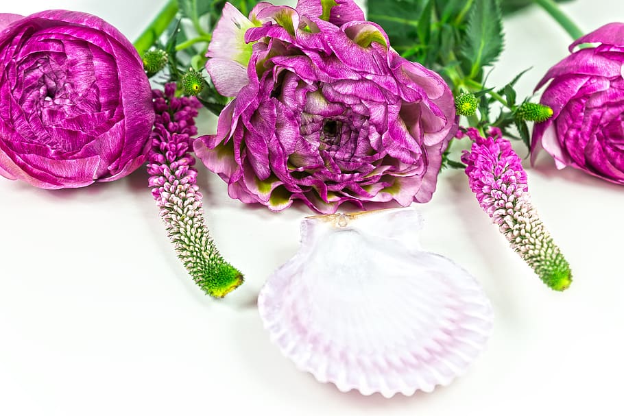 ranunculus, blossom, bloom, spring, nature, plant, white, pink HD wallpaper
