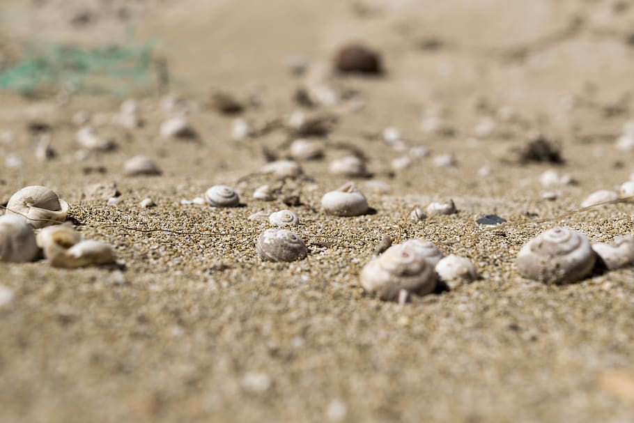 shells, sand, sea, beach, land, selective focus, no people HD wallpaper