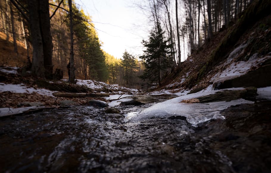 Streams in Between Forest Trees, cold, environment, flow, ice HD wallpaper