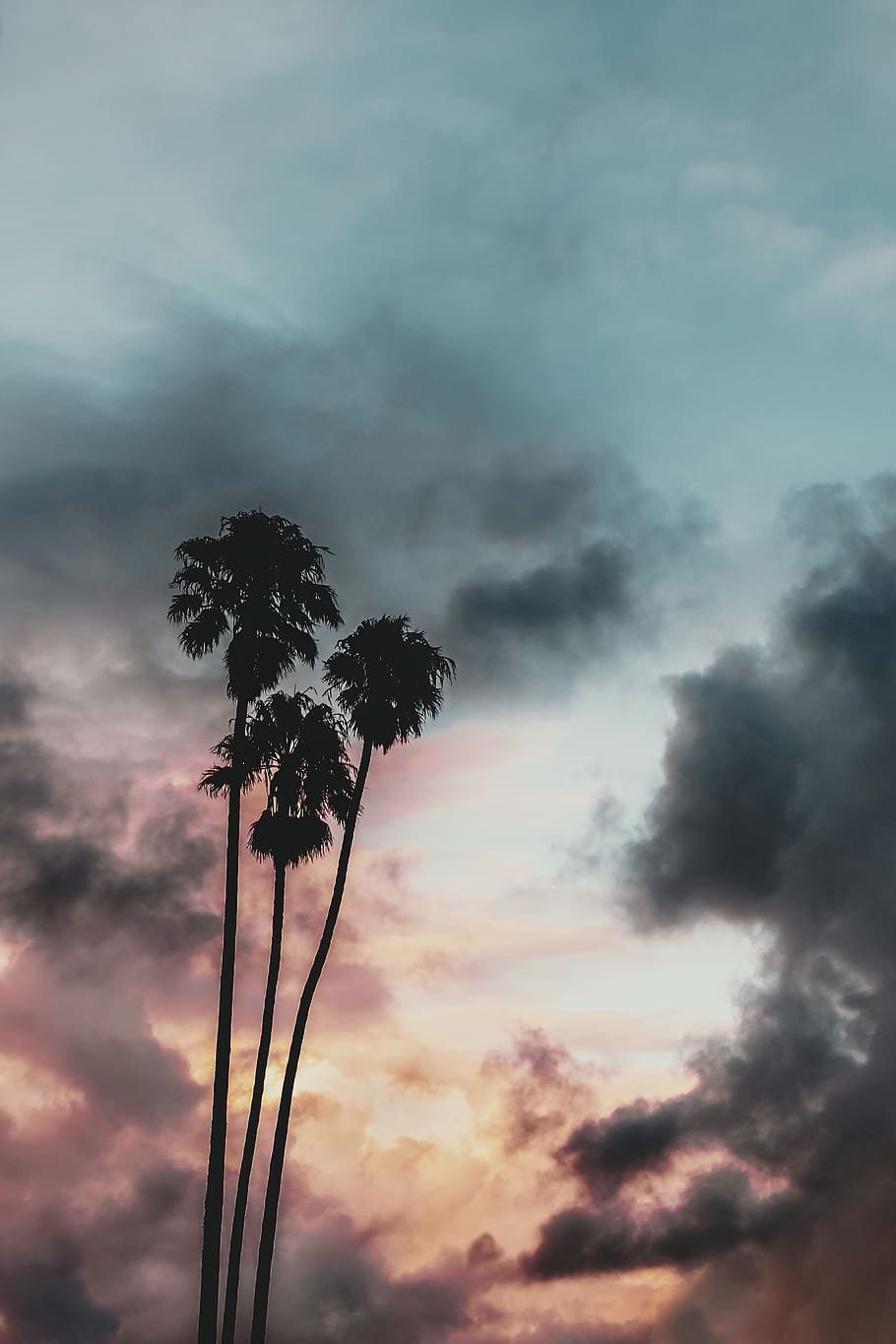 green tree, cloud - sky, low angle view, tropical climate, beauty in nature HD wallpaper