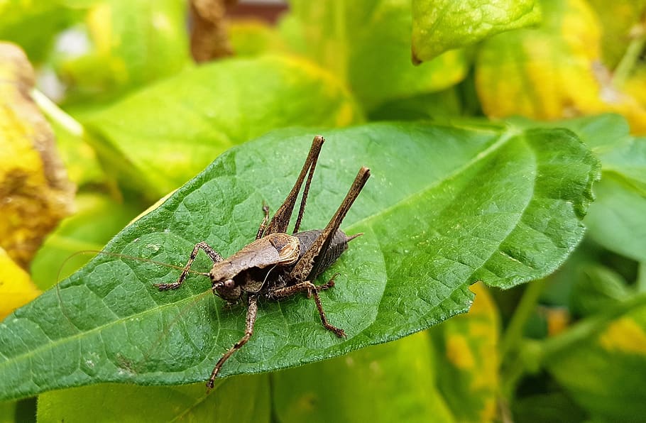 insect, leaf, nature, grasshopper, plant part, animal wildlife HD wallpaper