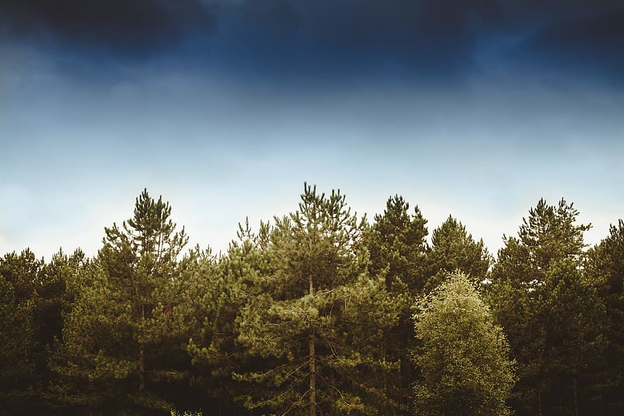 green leafed plant, forest, tree, sky, wood, blue, storm, new forest HD wallpaper