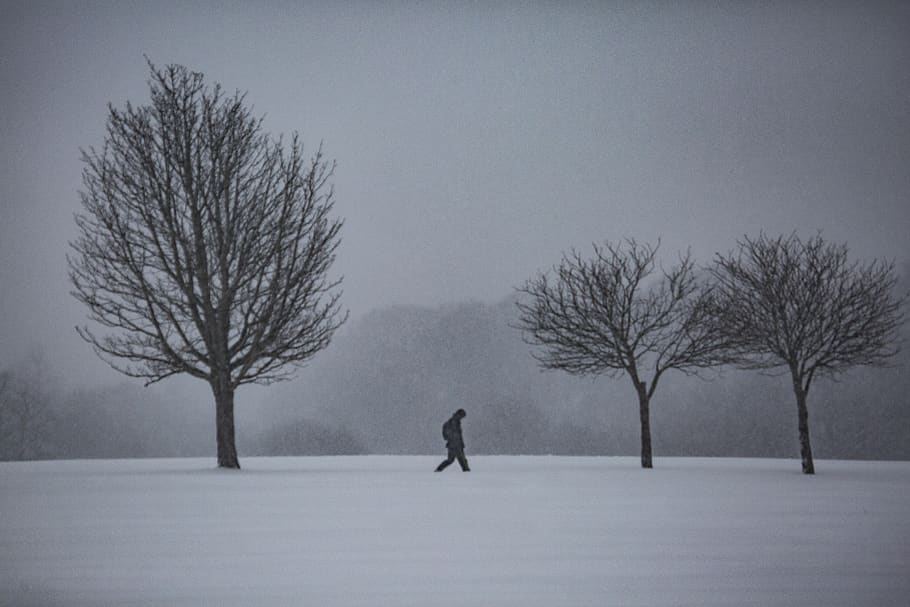 man walking near bare tree, cold temperature, snow, winter, full length HD wallpaper