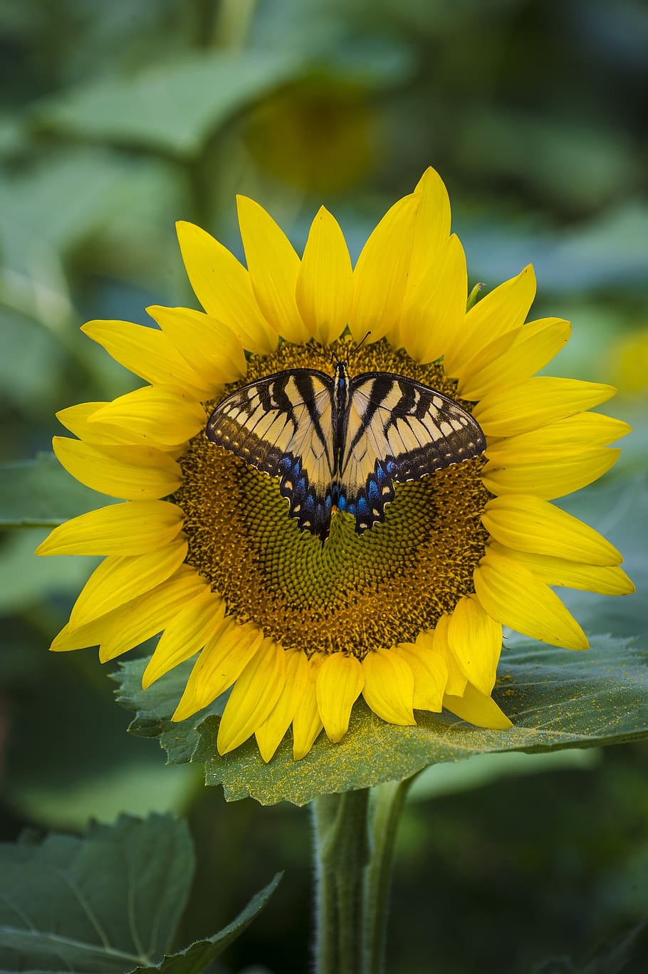 Sunflower with butterfly 1080P, 2K, 4K, 5K HD wallpapers free download ...