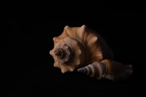 spiral, shell, seashells, shellfish, conch, hd wallpapers, mac wallpaper HD wallpaper
