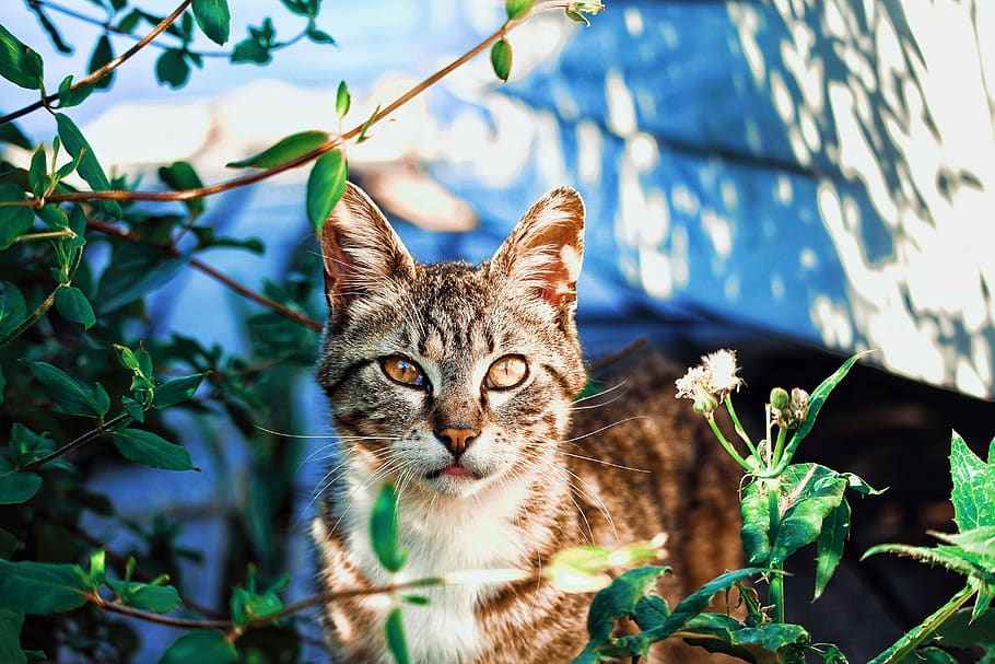 brown tabby cat standing near green leafed plant, animal, pet