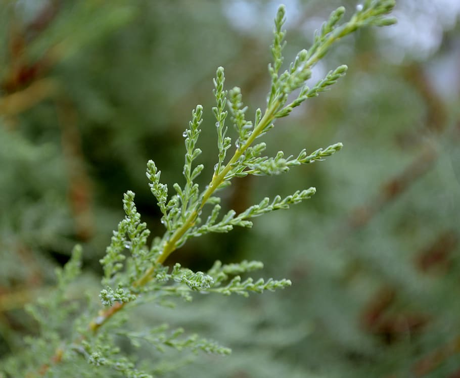 growth, plant, nature, beauty in nature, green color, close-up HD wallpaper