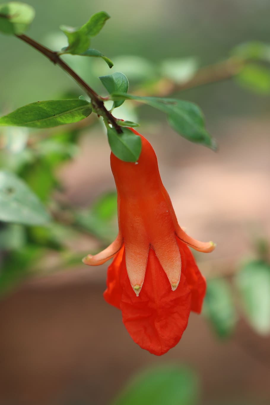 flower, red, drop, nails, garden, pomegranate, green, plant HD wallpaper